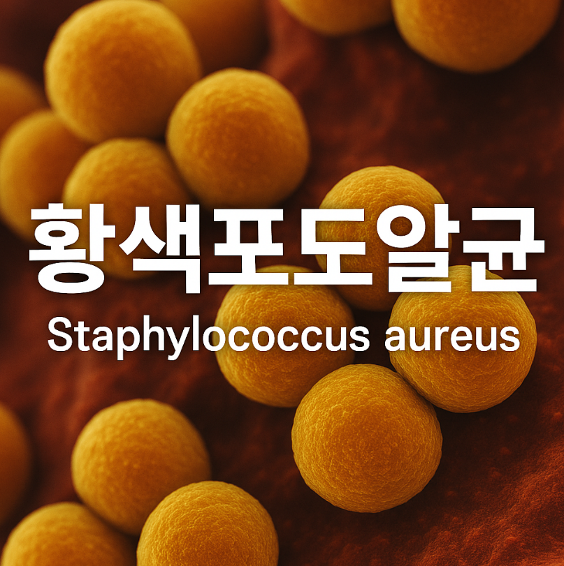 황색포도알균