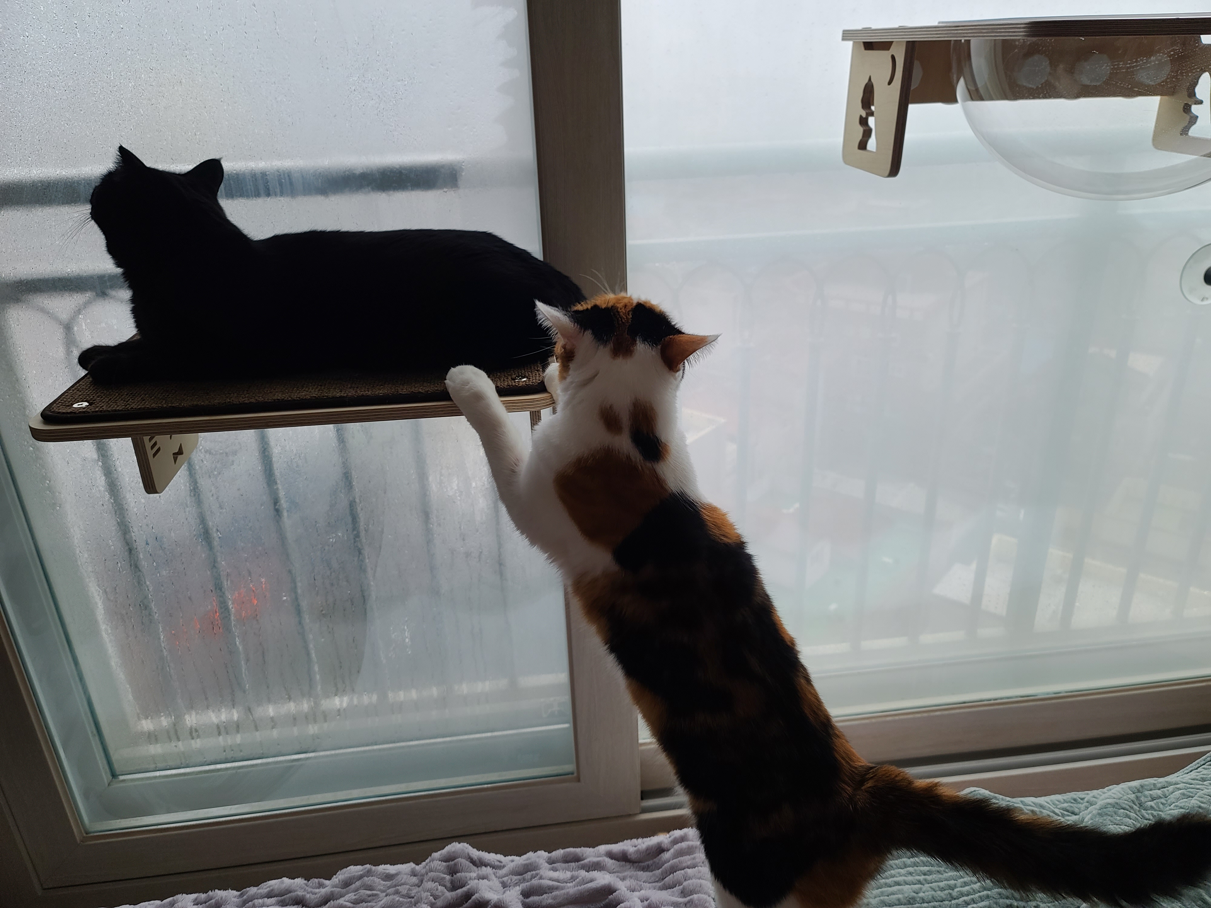 역시 니가 첫번째일줄 알았어 요미야 ㅋ(feat.캣볼 뷰 맛집_젤리,창밖)