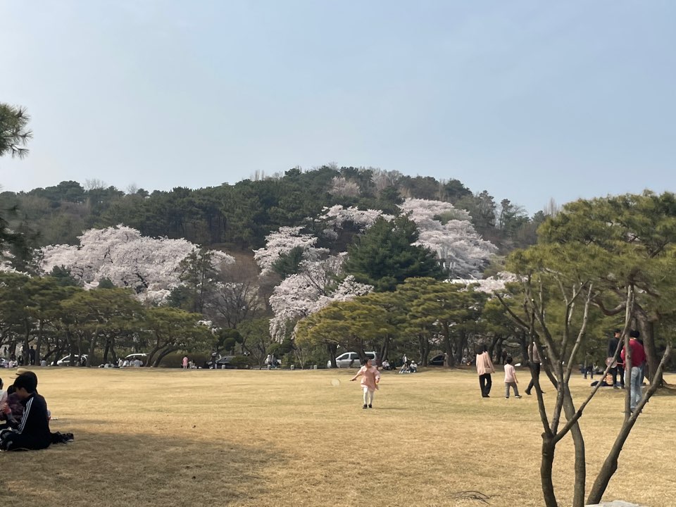 벚꽃