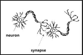 뉴런끼리의 연결