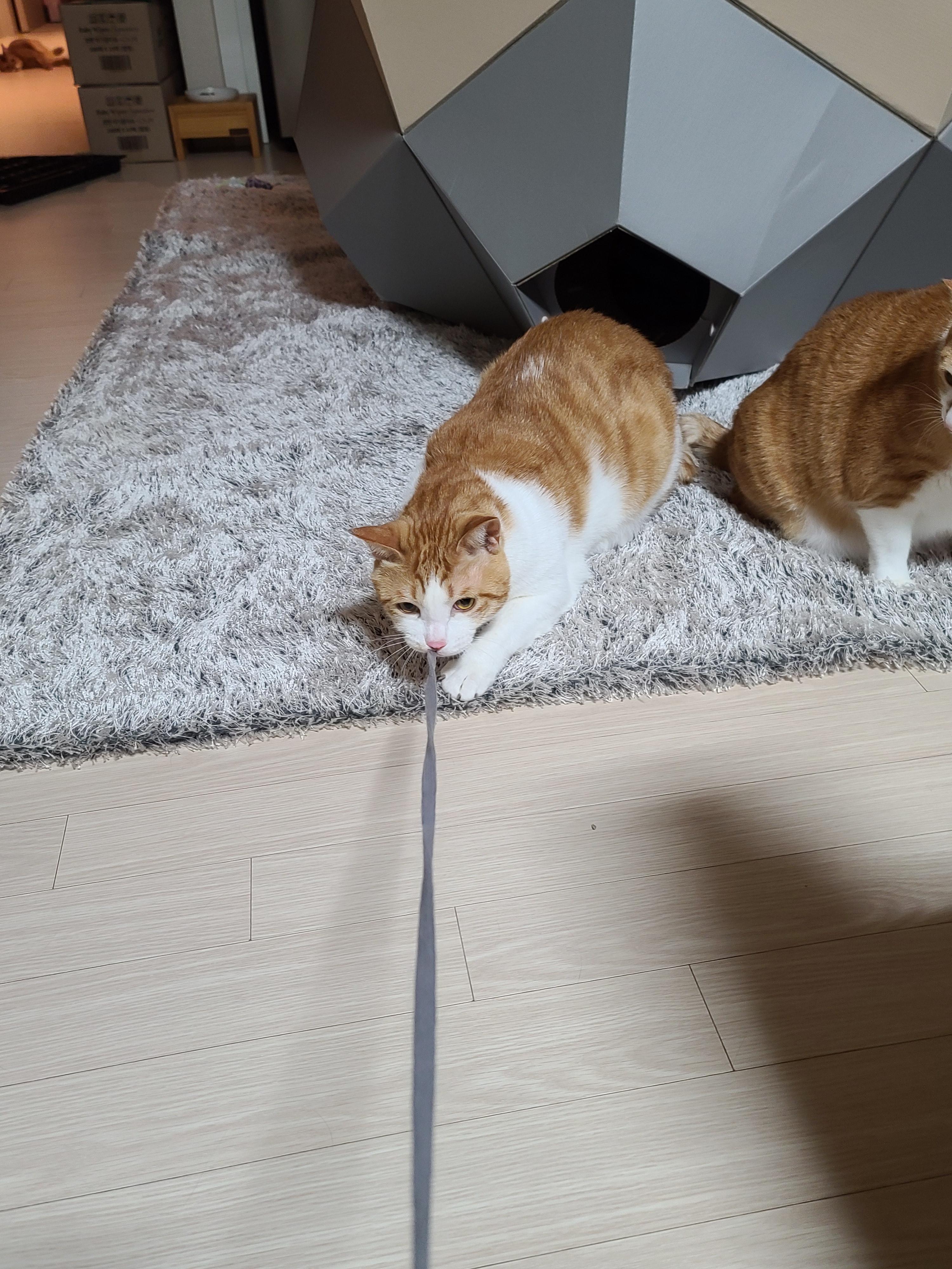 막둥이 치즈고양이 삐용이