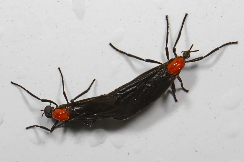 러브버그 방역 퇴치방법