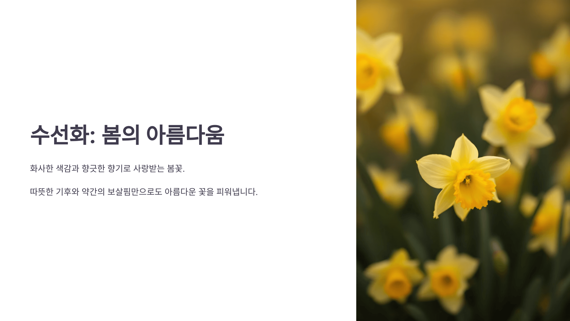 수선화 사진입니다.