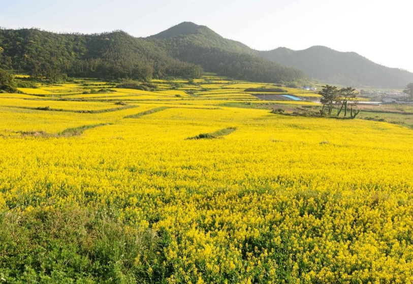 2026 보배섬유채꽃축제 일정 기간 프로그램 가볼만한곳 진도바닷길축제