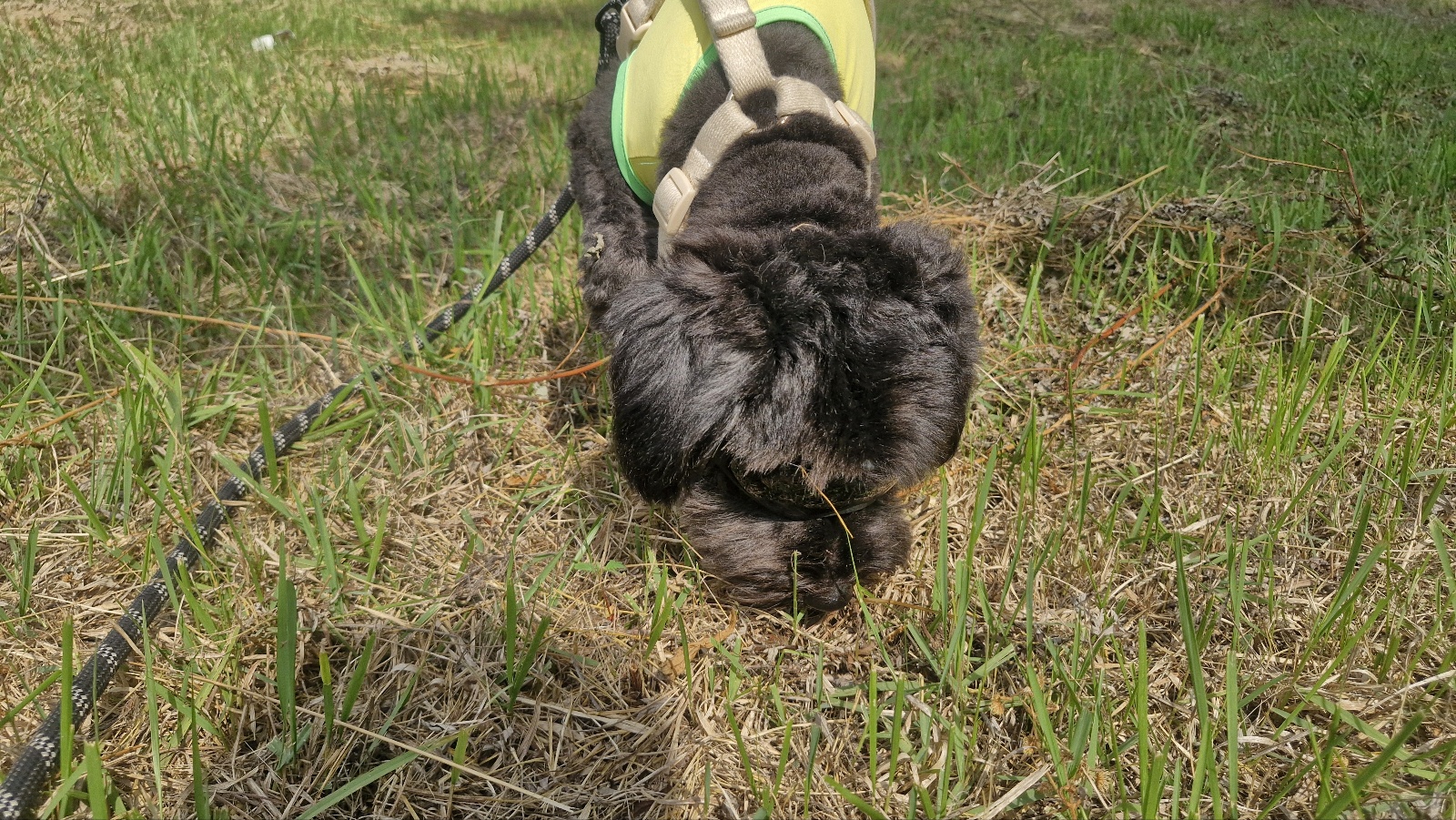 강아지에게 사용 가능한 약국 상비약 10가지