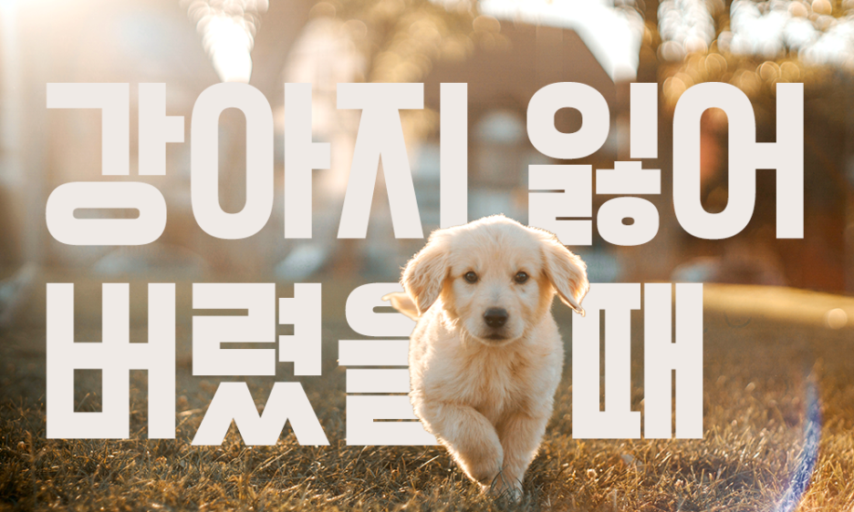 강아지-잃어-버렸
