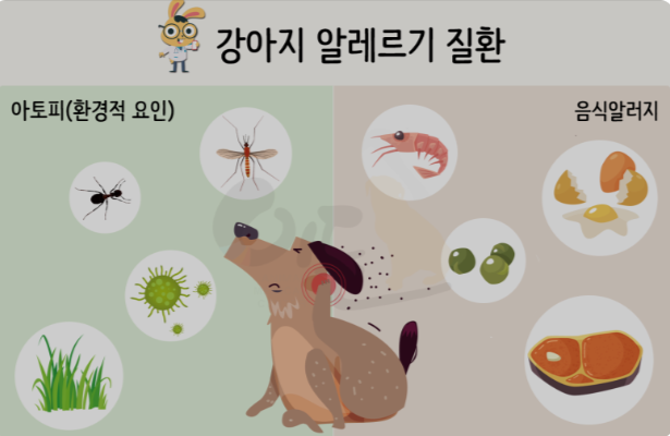 강아지 알레르기 관련 사진