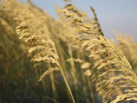 귀리 혈당 조절에 도움