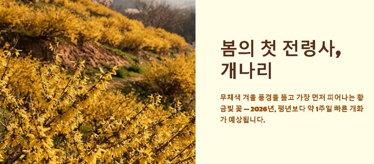개나리 개화시기 2026