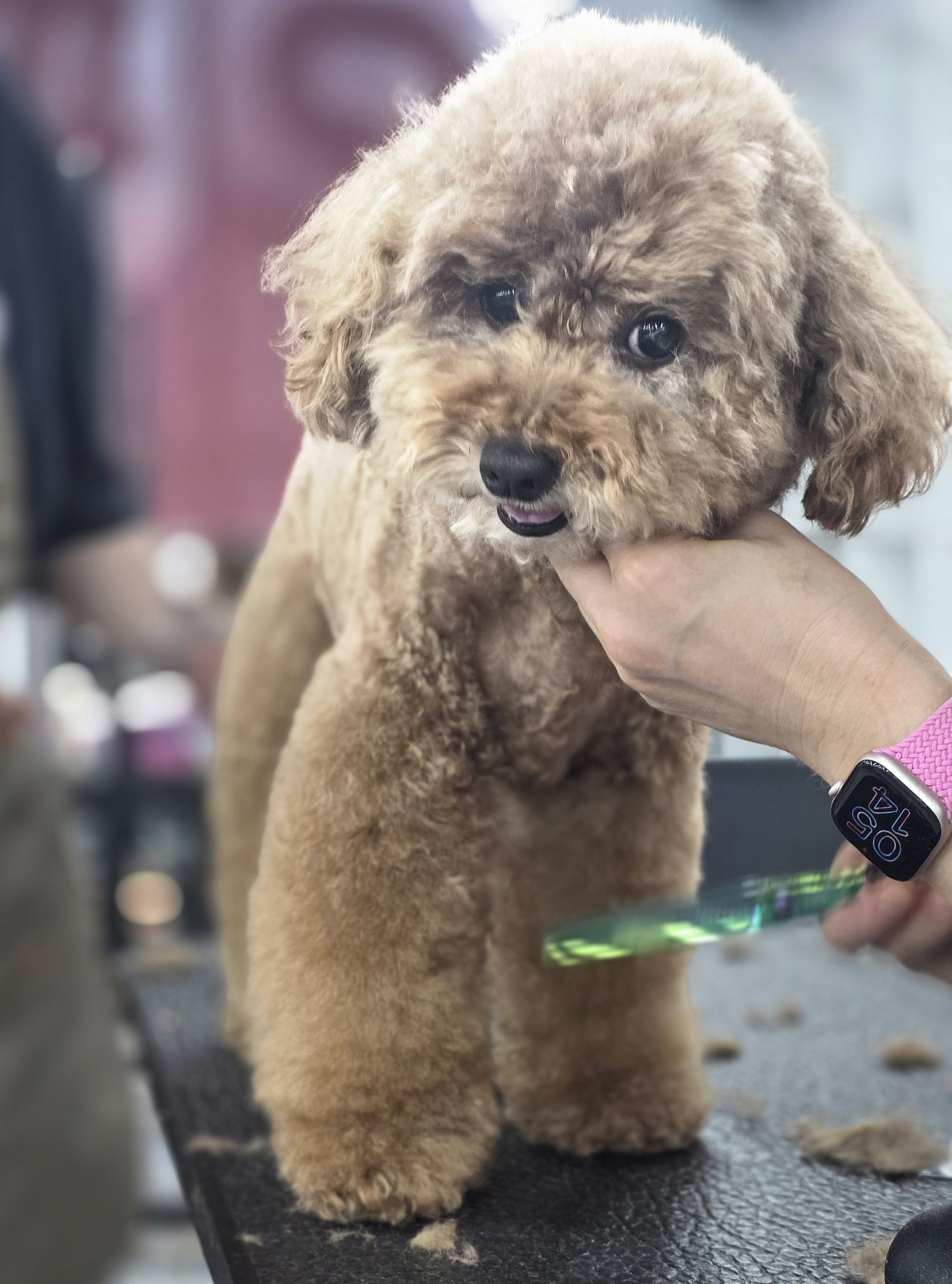 서면애견미용학원추천