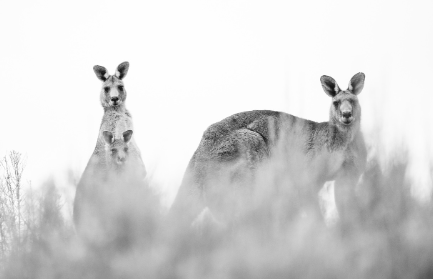 집 안의 문화, 주거공간에 담긴 시대의 흔적과 삶의 방식