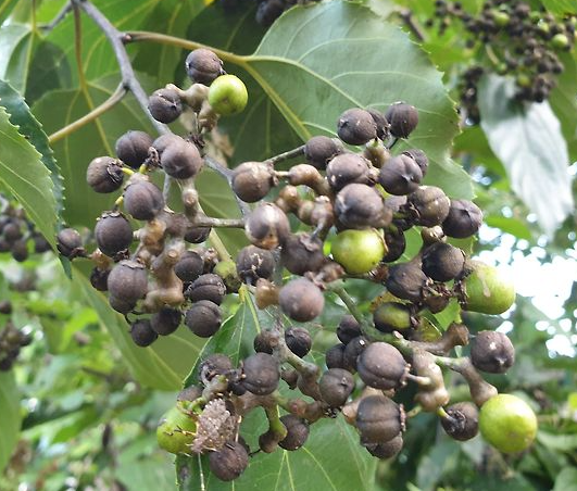 헛개나무 효능, 간 건강과 숙취 해소