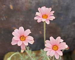 춘절국화 이미지 사진