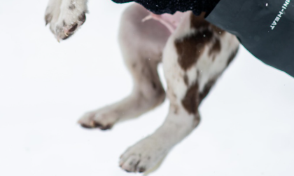 왜 강아지 보습제가 필요한가요? 관련 사진