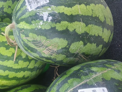 수박 흠집 난 부분
