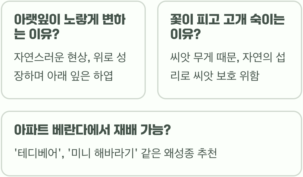 해바라기 씨앗부터 꽃까지 키우기 A to Z (파종, 물주기, 관리법 총정리)