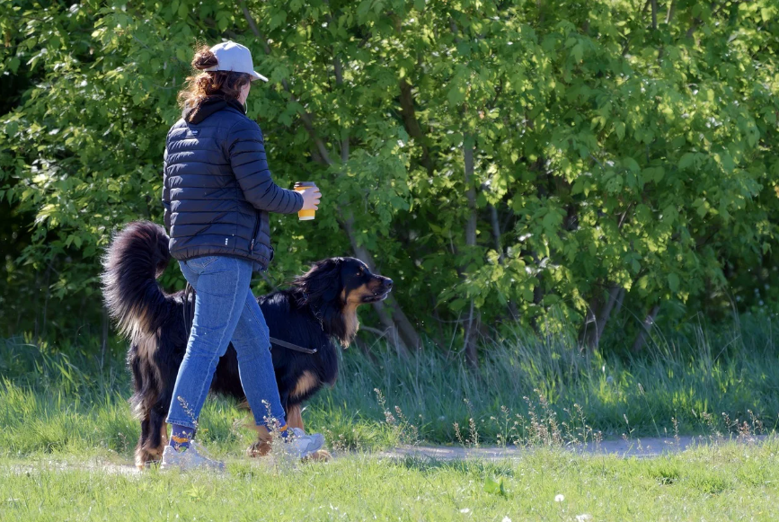 반려동물과 즐거운 여행을 위한 가이드