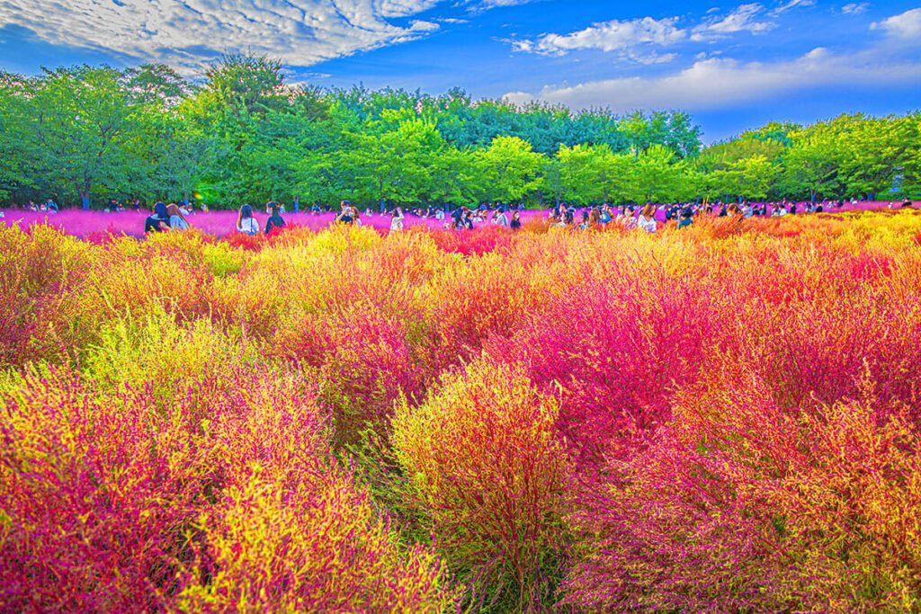 가을에 만나볼 수 있는! 10월 꽃구경, 전국 댑싸리 명소 Best4