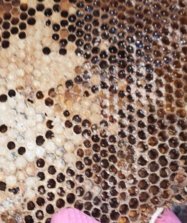 꿀의진수-토종꿀-늘봄농원