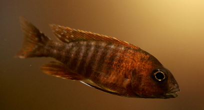 판피어의 멸종과 연골어류의 생존 전략