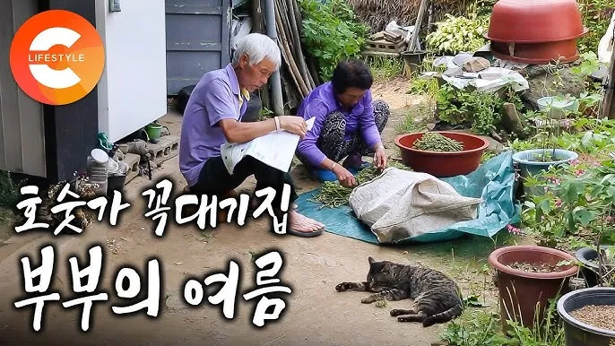 노부모 댁 선물 식물추천 물주기간단 종류 배치관리 팁_2