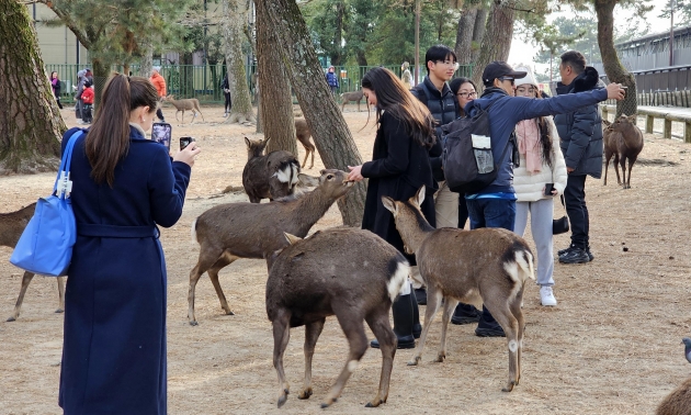 일본 나라현의 사슴공원