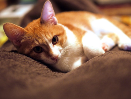 #갈색 담요 위에 누워있는 고양이#