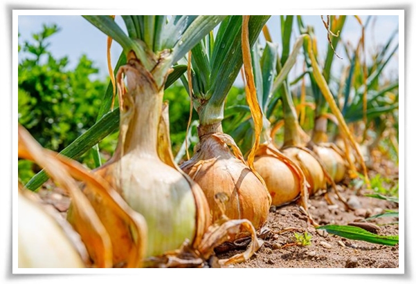 "10월에 심기 좋은 작물 추천" 10월, 새로운 계절을 준비하는 시간...