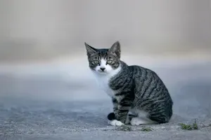 고양이
