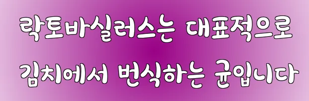  락토바실러스는 대표적으로 김치에서 번식하는 균입니다