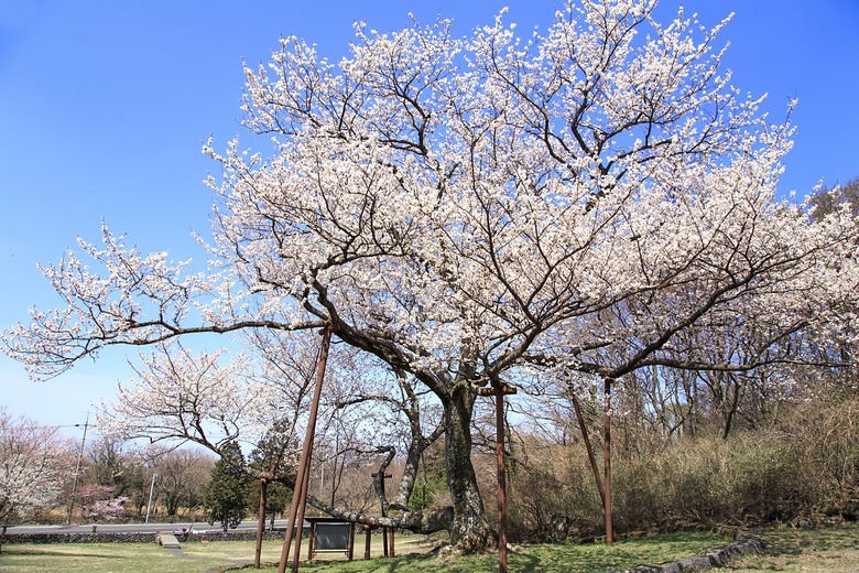 2025 벚꽃 개화시기 