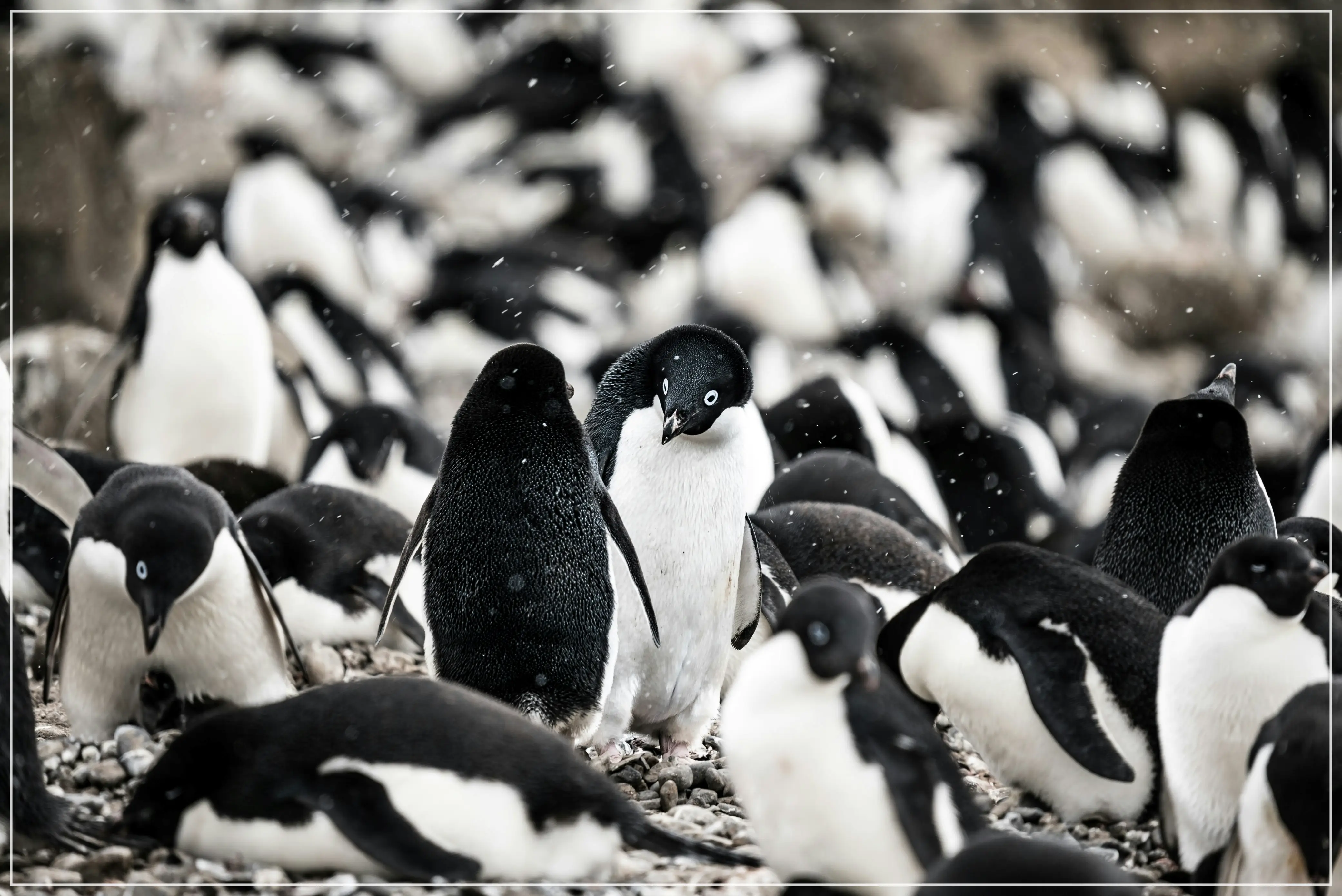 세계 펭귄의 날