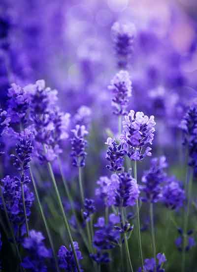 라벤더 꽃말 의미