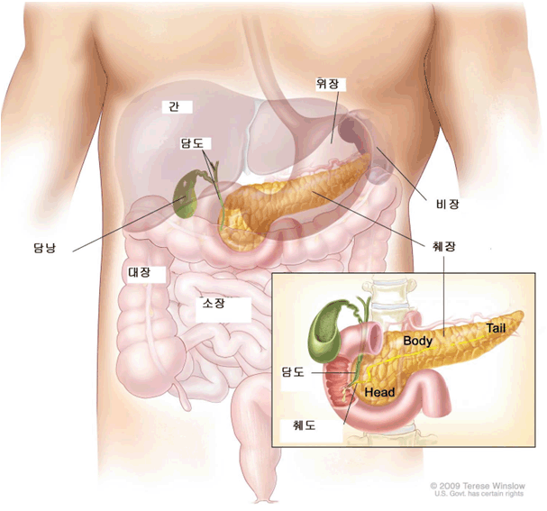 췌장(출처:대한종양외과학회)