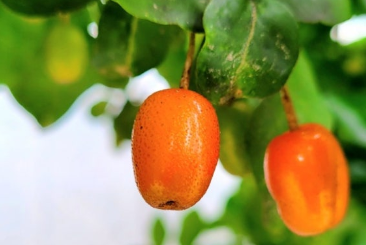 보리수-열매-효능-부작용-하루-섭취량-관련-사진