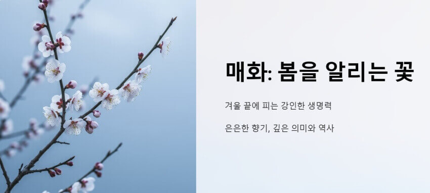 매화 이미지