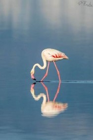 바다가에서-조개를-잡아먹고-있는-홍학