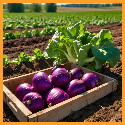 콜라비 효능 다이어트에서 골다공증 예방까지 