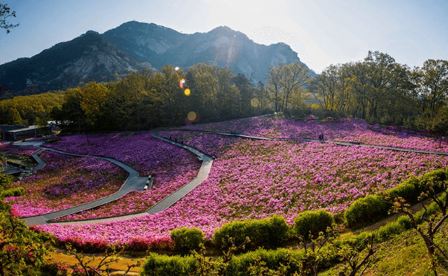 철쭉 축제 하는 곳