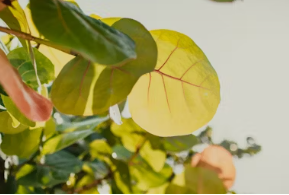 살론 대출자격 조건 신청방법