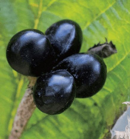 병아리 꽃나무 포토 꽃,꽃말 열매 씨앗 알아보기