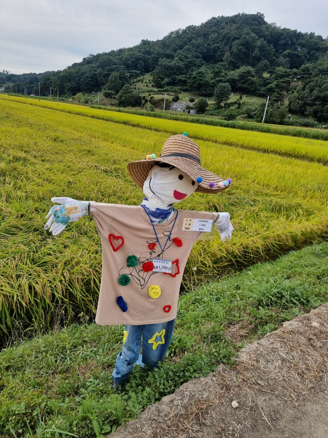 가덕 코스모스 (청주 코스모스길)