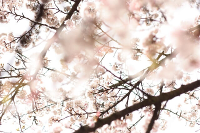 팝콘 같은 벚꽃