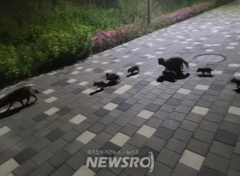 야생 너구리 도시 특징 매력 성격_13