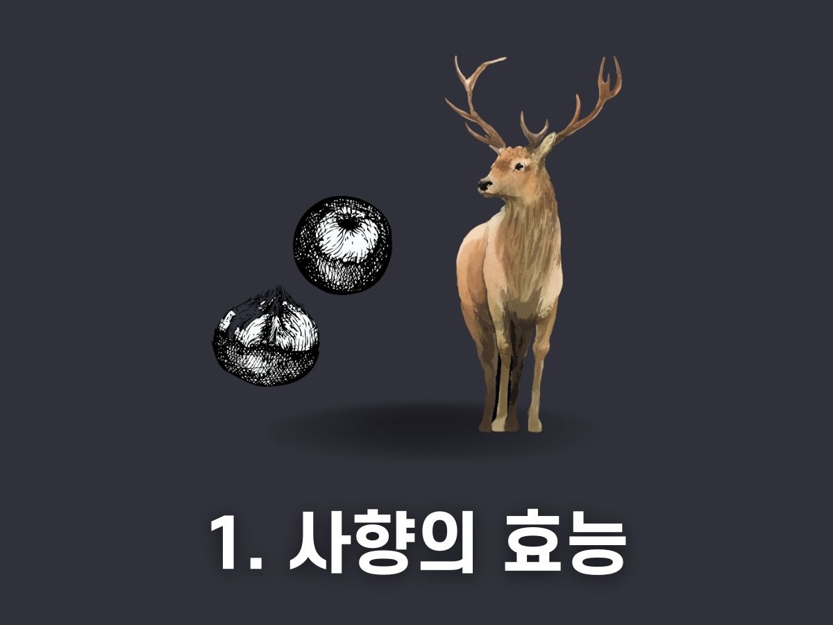 1. 사향의 효능
