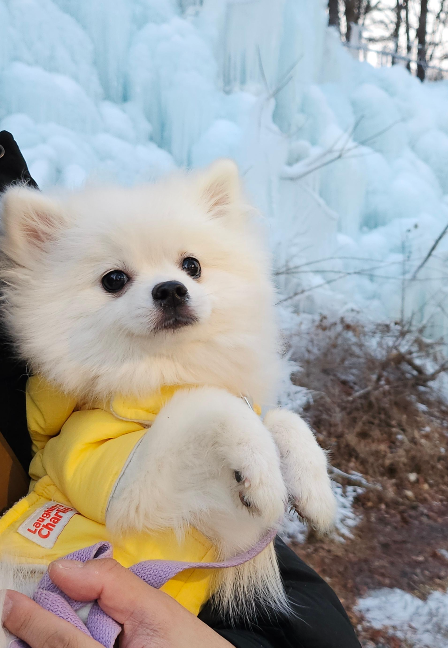 산책 중인 하콩