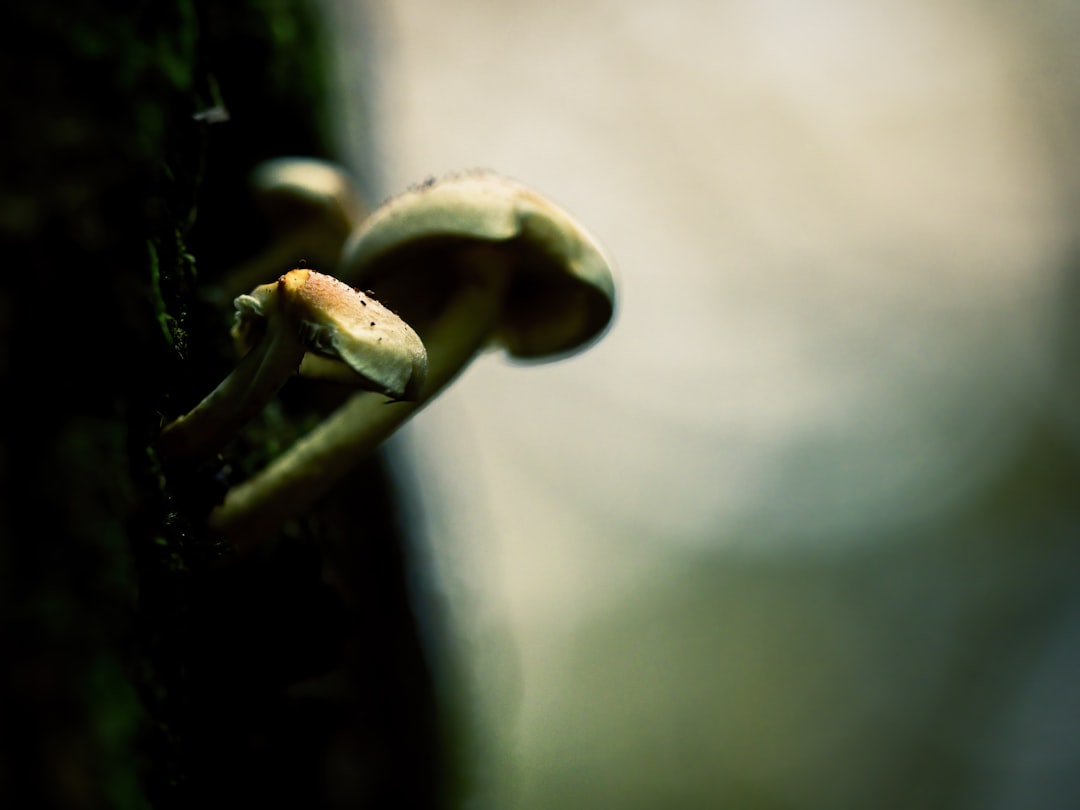 Unlocking