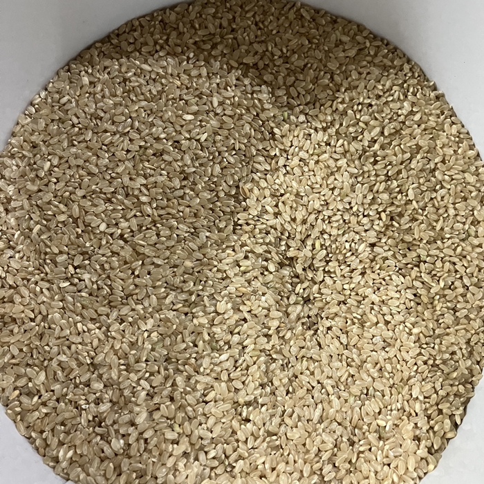 대형 보관통 안에 가득 담긴 도정 전 100% 현미 알갱이