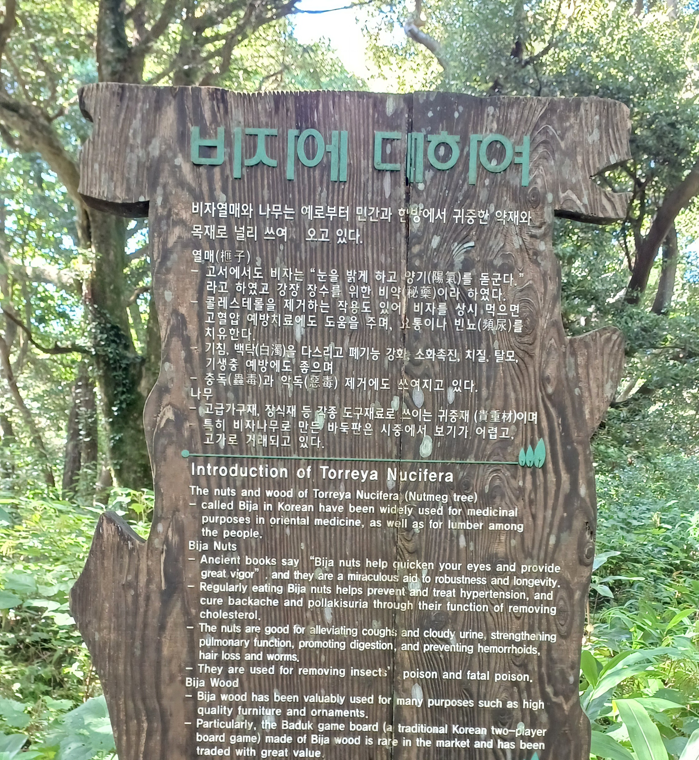 제주-비자림-14