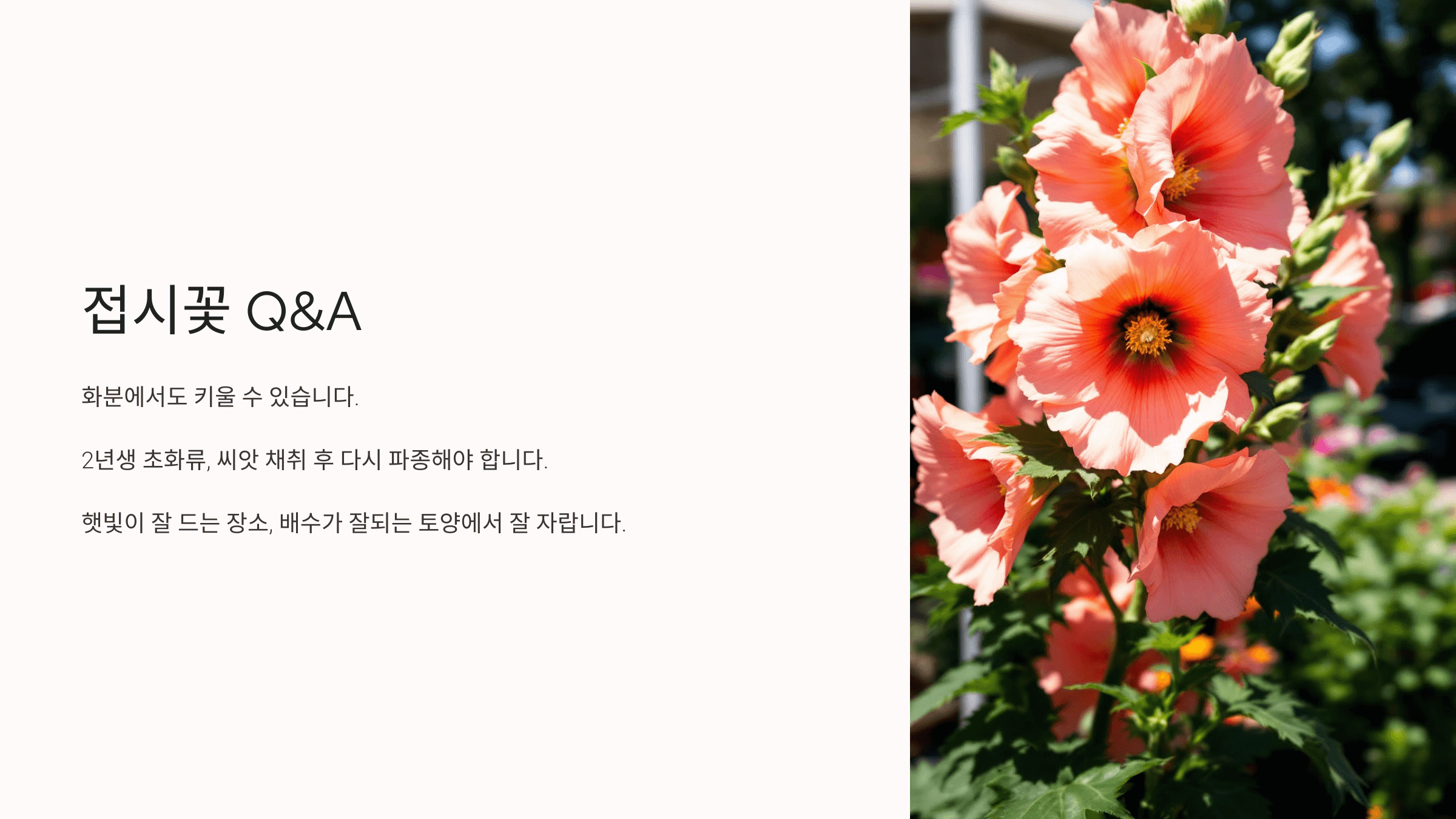 접시꽃 사진입니다.